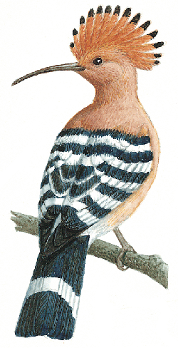 Hoopoe